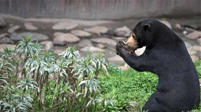 oso malayo comiendo