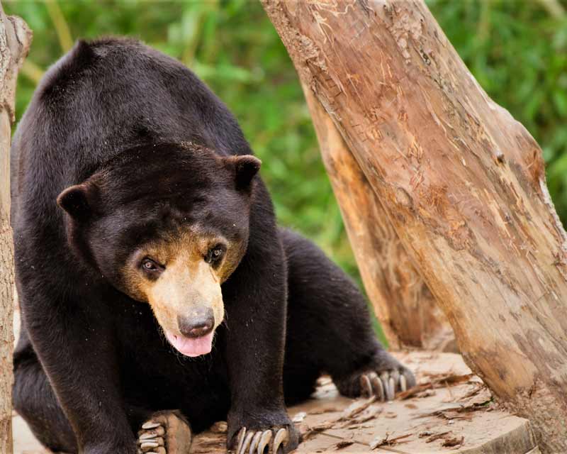 oso malayo hábitat