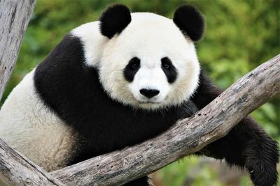 oso panda características