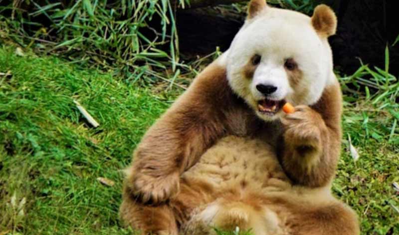 oso panda marrón