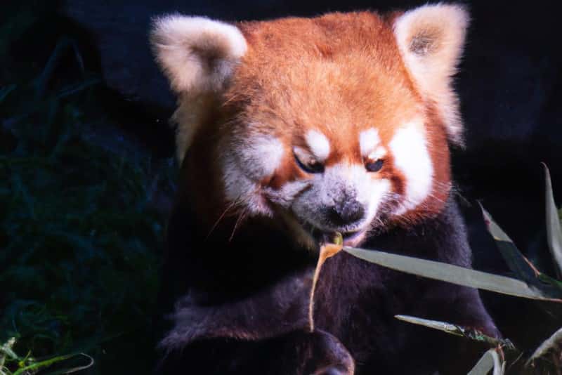 oso panda rojo comiendo