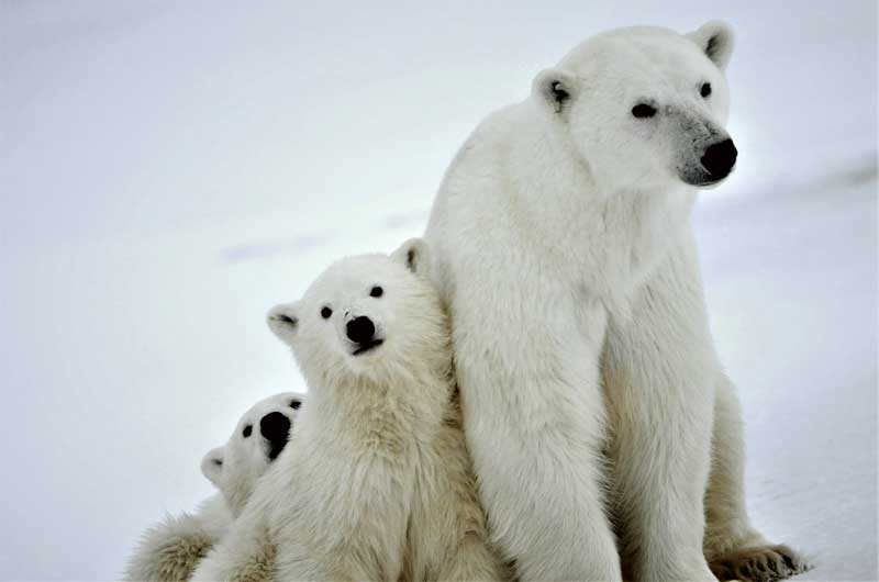 <strong>oso polar</strong> información